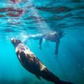 Snorkeling with Seals in South Australia: An Epic Water Adventure