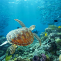 Exploring the Marine Life of the Great Barrier Reef