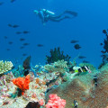Discovering the Maldives' Underwater World