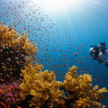 Renting or buying an underwater camera for capturing memories in Australia