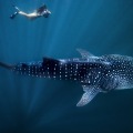 Swimming with Whale Sharks in Western Australia: An Epic Water Adventure