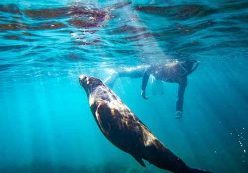 Snorkeling with Seals in South Australia: An Epic Water Adventure