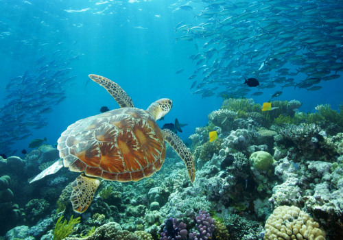 Exploring the Marine Life of the Great Barrier Reef