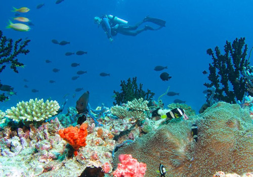 Discovering the Maldives' Underwater World