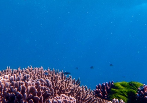 Snorkeling at the Great Barrier Reef in Australia: An Epic Water Adventure