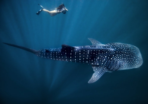 Swimming with Whale Sharks in Western Australia: An Epic Water Adventure